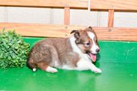 Anita_F_??_Shetland Sheepdog-3