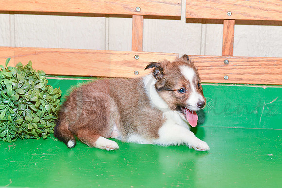 Anita_F_??_Shetland Sheepdog-3