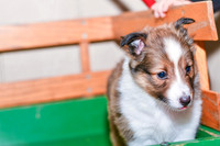 Anita_F_??_Shetland Sheepdog-4