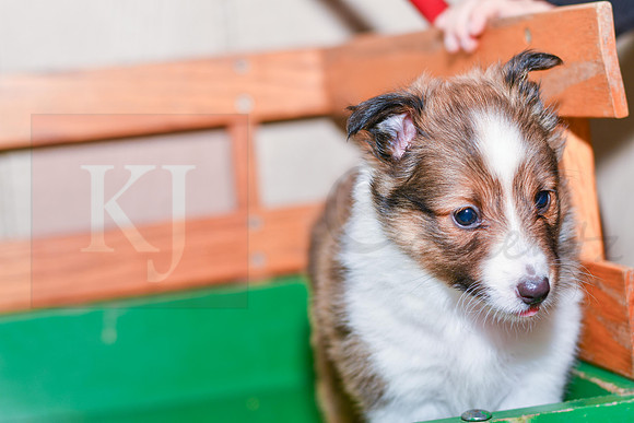 Anita_F_??_Shetland Sheepdog-4