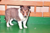 Annibell_F_??_Shetland Sheepdog-1