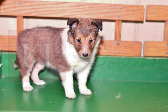 Annibell_F_??_Shetland Sheepdog-1