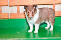 Annibell_F_??_Shetland Sheepdog-2