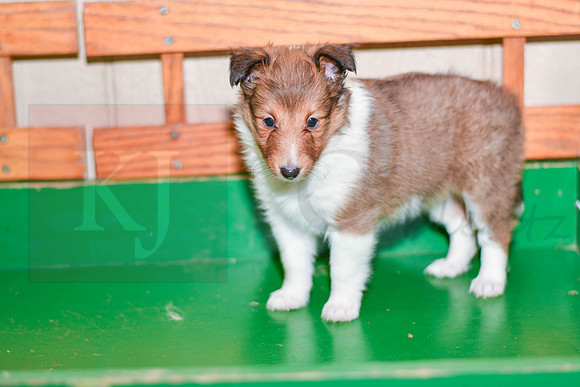 Annibell_F_??_Shetland Sheepdog-2