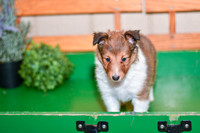 Annibell_F_??_Shetland Sheepdog-3