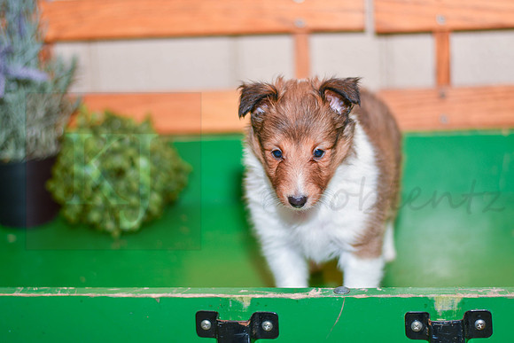 Annibell_F_??_Shetland Sheepdog-3