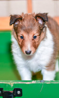 Annibell_F_??_Shetland Sheepdog-4