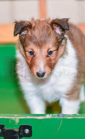 Annibell_F_??_Shetland Sheepdog-4