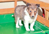 Annibell_F_??_Shetland Sheepdog-5
