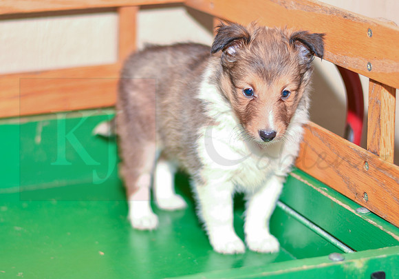 Annibell_F_??_Shetland Sheepdog-5