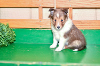 Archie_M_??_Shetland Sheepdog-1