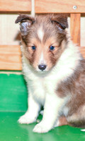 Archie_M_??_Shetland Sheepdog-2