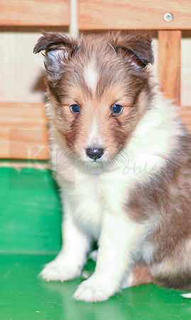 Archie_M_??_Shetland Sheepdog-2