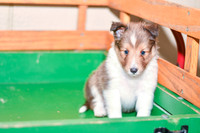 Archie_M_??_Shetland Sheepdog-3