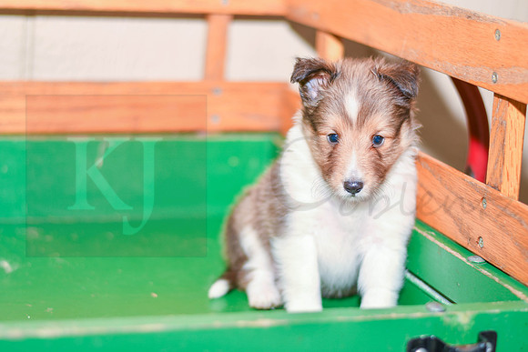 Archie_M_??_Shetland Sheepdog-3