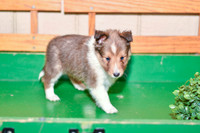 Archie_M_??_Shetland Sheepdog-4
