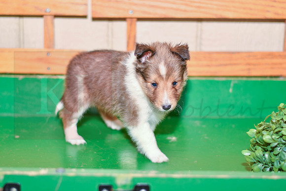 Archie_M_??_Shetland Sheepdog-4