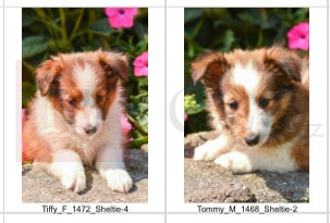 07.05.23 Shelties Litter Photo