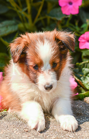 Tiffy_F_1472_Sheltie-4