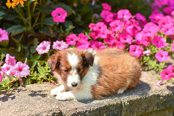 Tiffy_F_1472_Sheltie-1