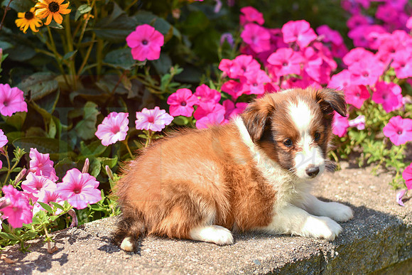 Tiffy_F_1472_Sheltie-2