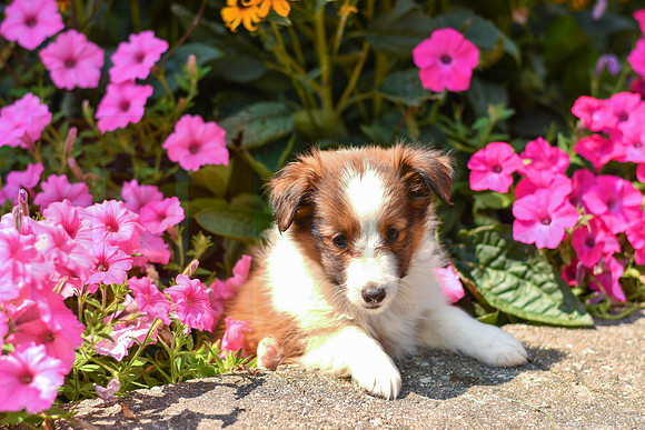 Tiffy_F_1472_Sheltie-3