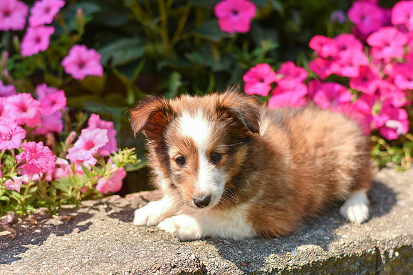 Tommy_M_1468_Sheltie-1