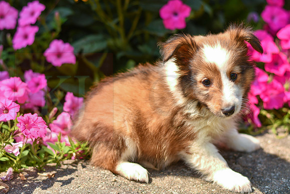 Tommy_M_1468_Sheltie-3