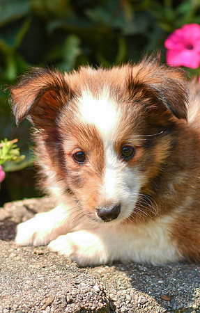 Tommy_M_1468_Sheltie-2