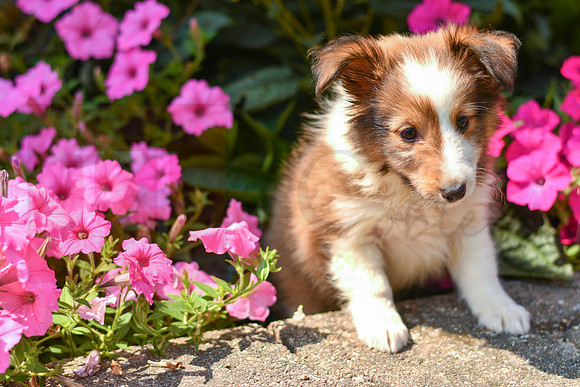 Tommy_M_1468_Sheltie-4