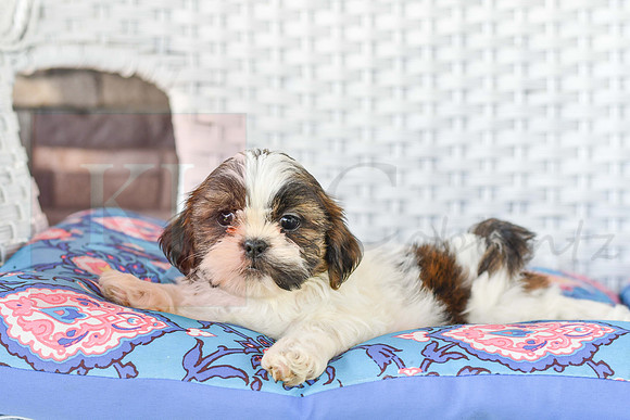 Lassie_M_1036_Shih tzu-3