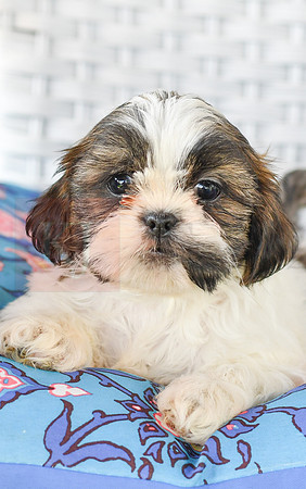 Lassie_M_1036_Shih tzu-2