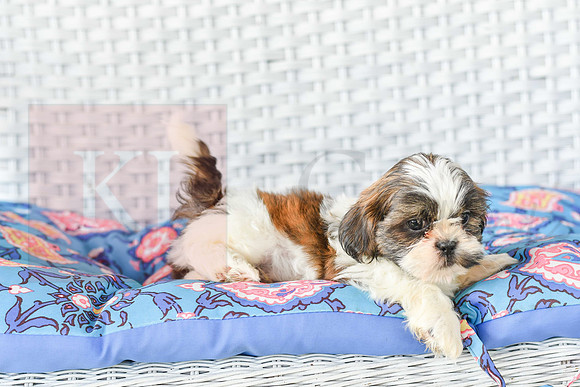 Lassie_M_1036_Shih tzu-4