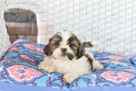 Lassie_M_1036_Shih tzu-1