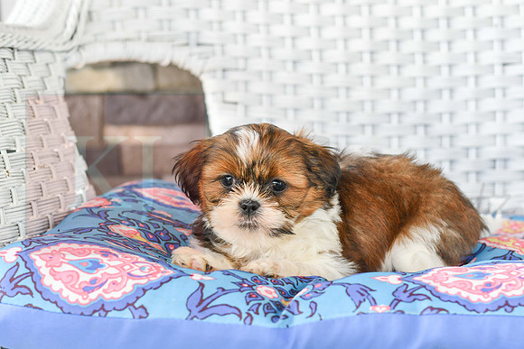 Lenny_M_1043_Shih tzu-1