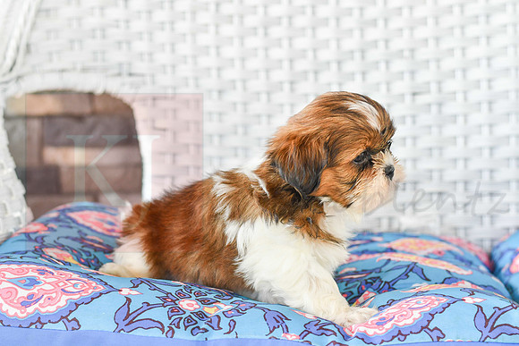 Lenny_M_1043_Shih tzu-2