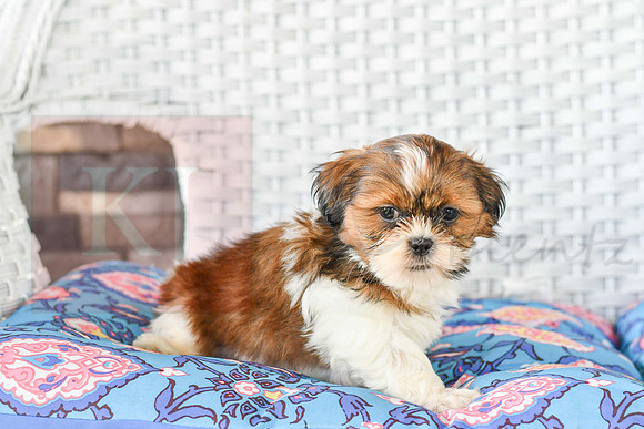 Lenny_M_1043_Shih tzu-3