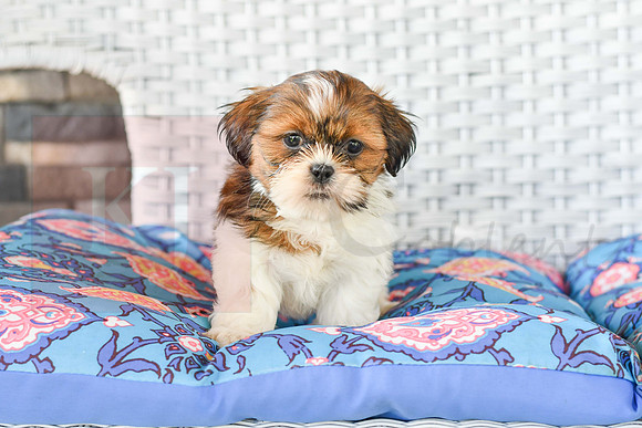 Lenny_M_1043_Shih tzu-4