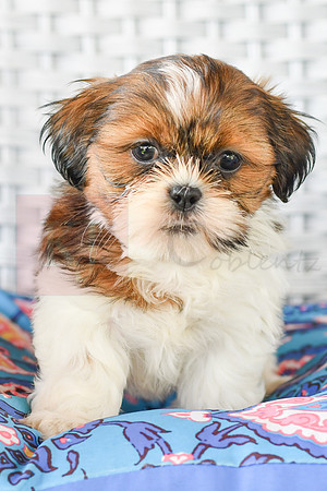 Lenny_M_1043_Shih tzu-5