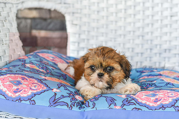 Libbee_F_1011_Shih tzu-1