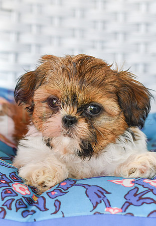 Libbee_F_1011_Shih tzu-2
