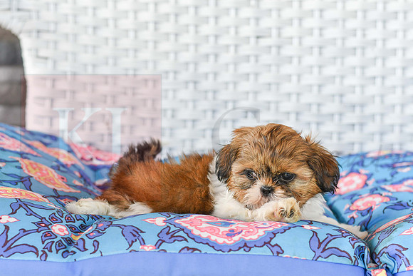 Libbee_F_1011_Shih tzu-3