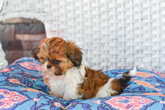 Libbee_F_1011_Shih tzu-4