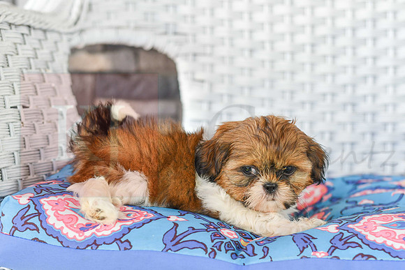 Libbee_F_1011_Shih tzu-5