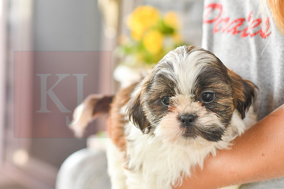 Lassie_M_1036_Shih tzu-5