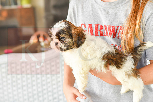 Lassie_M_1036_Shih tzu-6