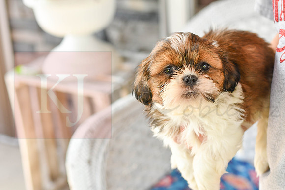 Lenny_M_1043_Shih tzu-6