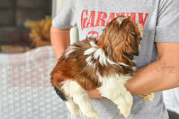 Lenny_M_1043_Shih tzu-7