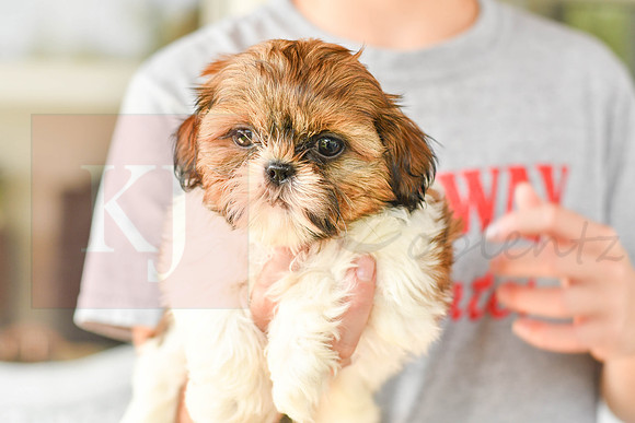 Libbee_F_1011_Shih tzu-6