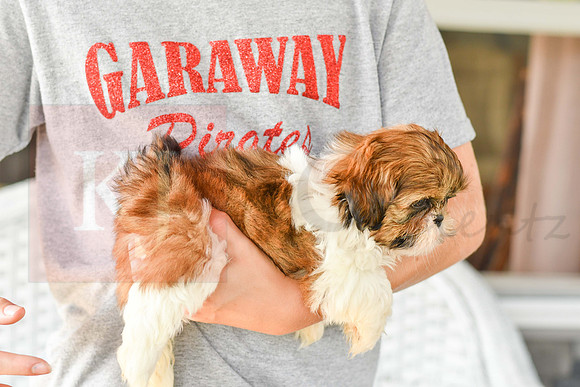 Libbee_F_1011_Shih tzu-7